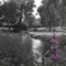 bw_purple_flower_1_sm