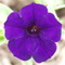 purple_flower_sm