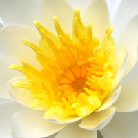 water_lilly_sm